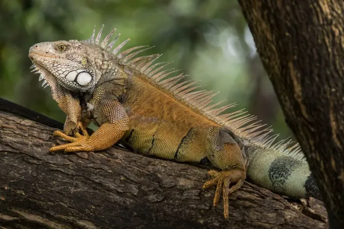 Framed Print : Green iguana (Iguana iguana) perched on a branch in a city park. Guayaquil, Guayas Framed Print : Green iguana (Iguana iguana) perched on a branch in a city park. Guayaquil, Guayas