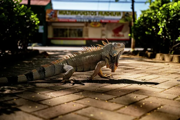 Framed Print : Green iguana (Iguana iguana) walking along the sidewalk in a small town near Liberia, Costa Rica Framed Print : Green iguana (Iguana iguana) walking along the sidewalk in a small town near Liberia, Costa Rica
