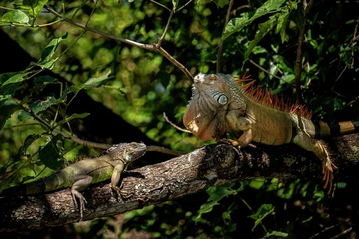 Framed Print : Green iguanas (Iguana iguana) pair resting on branch, male displaying to female during courtship, Guanacaste National Park, Costa Rica Framed Print : Green iguanas (Iguana iguana) pair resting on branch, male displaying to female during courtship, Guanacaste National Park, Costa Rica