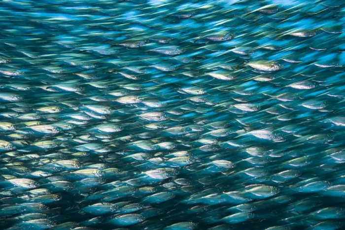 Framed Print : Green jacks (Caranx caballus) long exposure, La Paz, Mexico. Gulf of California, Sea of Cortez Framed Print : Green jacks (Caranx caballus) long exposure, La Paz, Mexico. Gulf of California, Sea of Cortez