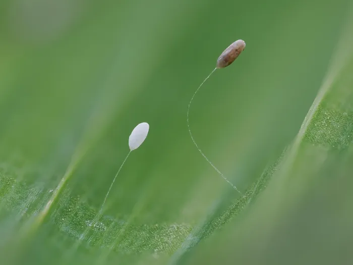 Framed Print : Two Green lacewing (Chrysoperla carnea) eggs at different development stages on Lily leaf, Hertfordshire, England, UK. August. Focus stacked