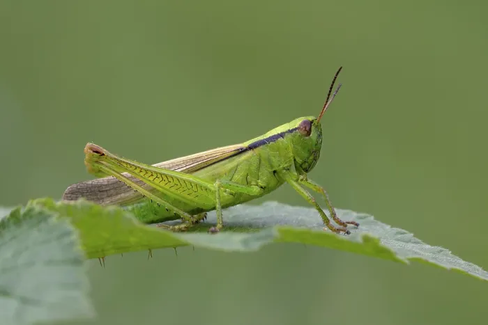 Framed Print : Green leek grasshopper (Mecostethus parapleurus) resting on a leaf, Switzerland. August Framed Print : Green leek grasshopper (Mecostethus parapleurus) resting on a leaf, Switzerland. August