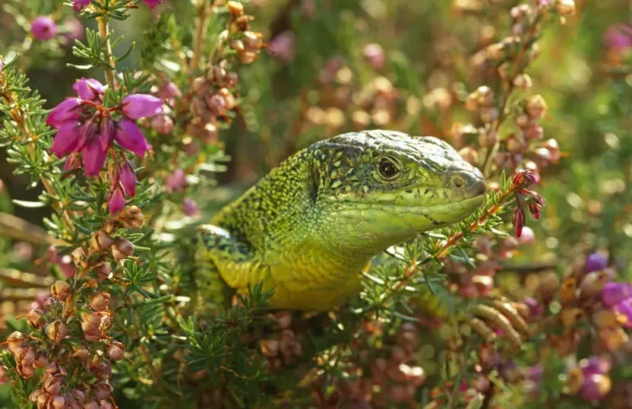 Framed Print : Green lizard {Lacerta viridis} amongst Heather, UK, captive Framed Print : Green lizard {Lacerta viridis} amongst Heather, UK, captive