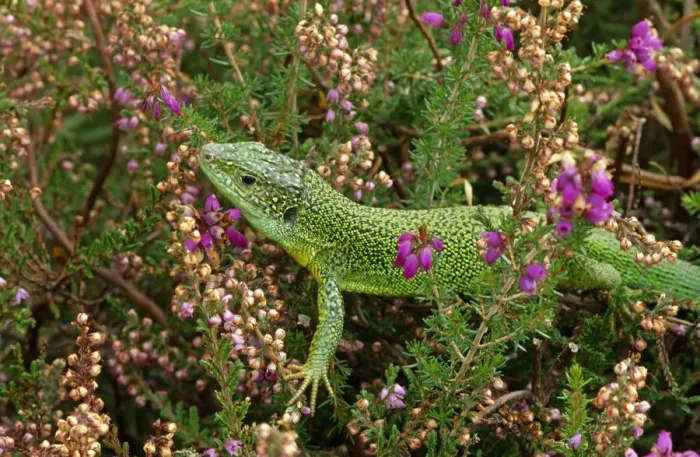 Framed Print : Green lizard {Lacerta viridis} amongst Heather, UK, captive Framed Print : Green lizard {Lacerta viridis} amongst Heather, UK, captive