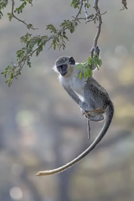 Framed Print : Green monkey (Chlorocebus sabaeus) swinging on branch, Gambia Framed Print : Green monkey (Chlorocebus sabaeus) swinging on branch, Gambia