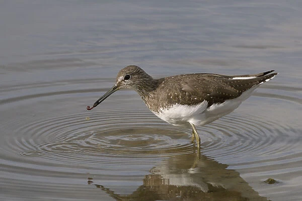 Green sandpiper (Tringa ochropus) with small worm it has caught in shallow freshwater lake