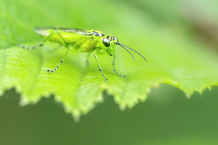 Framed Print : Green sawfly (Rhogogaster viridis) resting on Hazel leaf, Dunsdon, Devon Wildlife Trust, Devon, England, UK. June Framed Print : Green sawfly (Rhogogaster viridis) resting on Hazel leaf, Dunsdon, Devon Wildlife Trust, Devon, England, UK. June