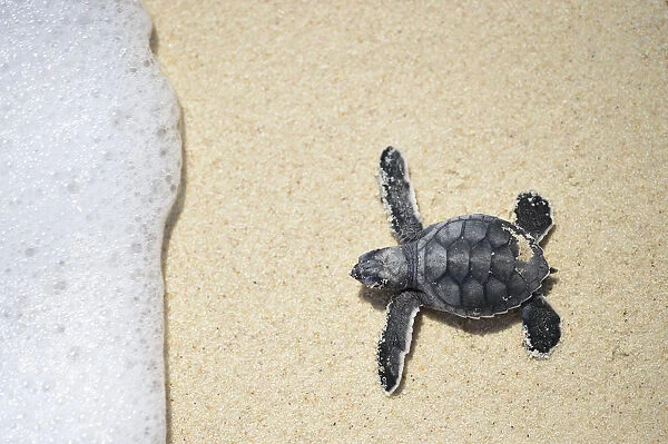 Green sea turtle (Chelonia mydas) hatchling making way to sea, Bonaire, Leeward Antilles