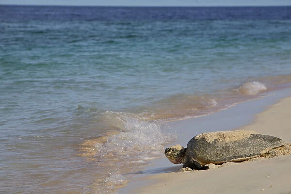 Green Sea Turtle (Chelonia mydas) returning to the sea after egg laying, Raine Island