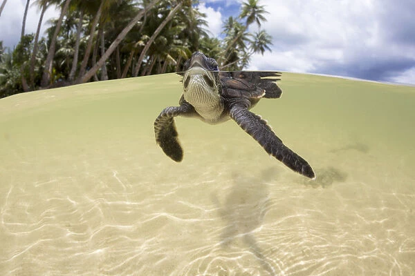 Green sea turtle (Chelonia mydas) hatchling entering the water Yap, Micronesia