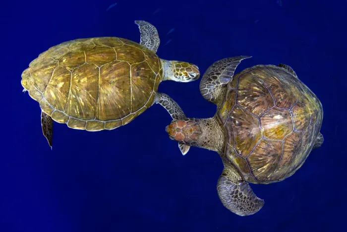 Framed Print : Green sea turtle (Chelonia mydas), two viewed from above. Tenerife, Canary Islands Framed Print : Green sea turtle (Chelonia mydas), two viewed from above. Tenerife, Canary Islands