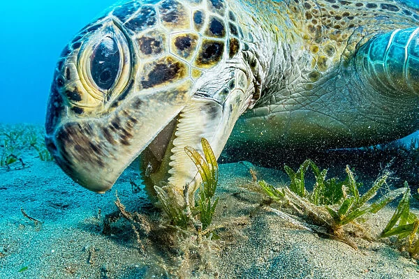 Green sea turtle (Chelonia mydas) grazing on Turtlegrass (Halophila stipulacea), close up