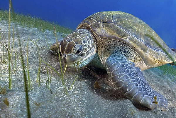 Green sea turtle (Chelonia mydas) feeding on Seagrass (Cymodocea nodosa) on the seabed, Tenerife, Canary Islands, Atlantic Ocean