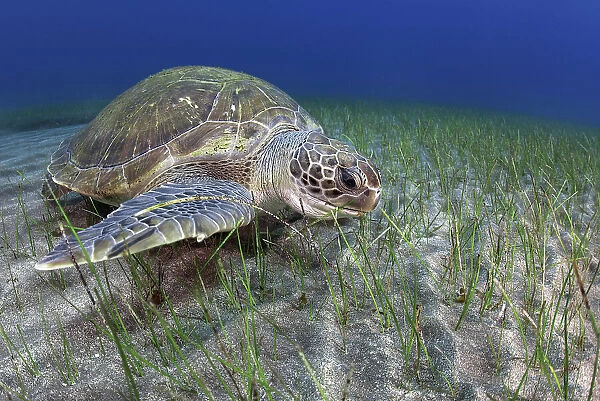 Green sea turtle (Chelonia mydas) feeding on Seagrass (Cymodocea nodosa) on the seabed, Tenerife, Canary Islands, Atlantic Ocean