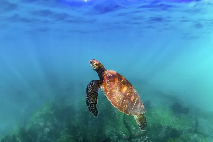 Framed Print : Green sea turtle (Chelonia mydas), yellow morph, swimming through shallows, Post Office Bay, Floreana Island, Galapagos Islands, Ecuador. Pacific Ocean Framed Print : Green sea turtle (Chelonia mydas), yellow morph, swimming through shallows, Post Office Bay, Floreana Island, Galapagos Islands, Ecuador. Pacific Ocean