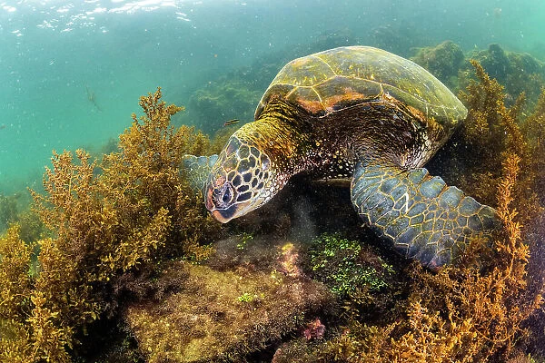 Green sea turtle (Chelonia mydas) grazing algae in shallows, El Finado, Isabela Island, Galapagos Islands, Ecuador. Pacific ocean
