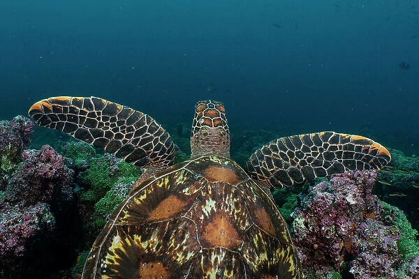 Green sea turtle (Chelonia mydas) swimming over coral reef, Darwin Island, Galapagos National Park, Pacific Ocean. Endangered