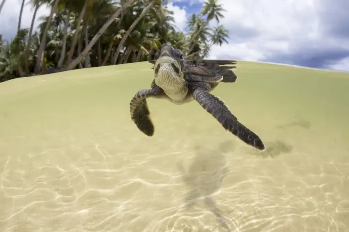 Framed Print : Green sea turtle (Chelonia mydas) hatchling entering the water Yap, Micronesia