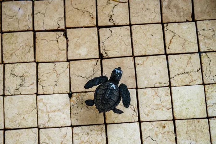 Framed Print : Green sea turtle (Chelonia mydas) hatchling in a rinse tank after being rescued by a local dive shop. It will be set free when it has grown a little bigger Framed Print : Green sea turtle (Chelonia mydas) hatchling in a rinse tank after being rescued by a local dive shop. It will be set free when it has grown a little bigger