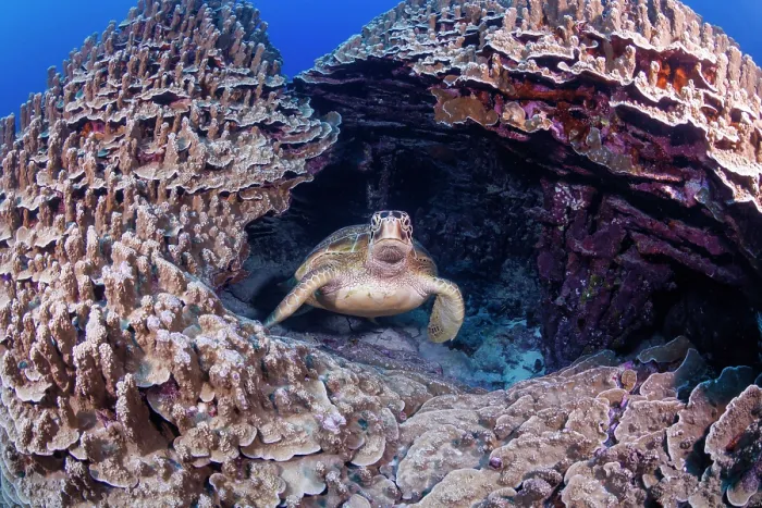 Framed Print : Green sea turtle (Chelonia mydas) peering out of its home in the coral reef, off the island of Saipan, Northern Mariana Islands, Pacific Ocean. Endangered Framed Print : Green sea turtle (Chelonia mydas) peering out of its home in the coral reef, off the island of Saipan, Northern Mariana Islands, Pacific Ocean. Endangered