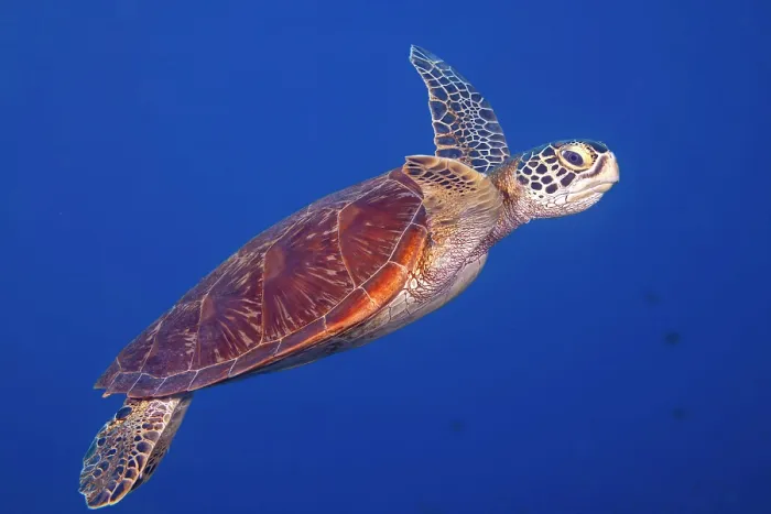 Framed Print : Green sea turtle (Chelonia mydas) portrait, Guam, Micronesia, Pacific Ocean. Endangered Framed Print : Green sea turtle (Chelonia mydas) portrait, Guam, Micronesia, Pacific Ocean. Endangered