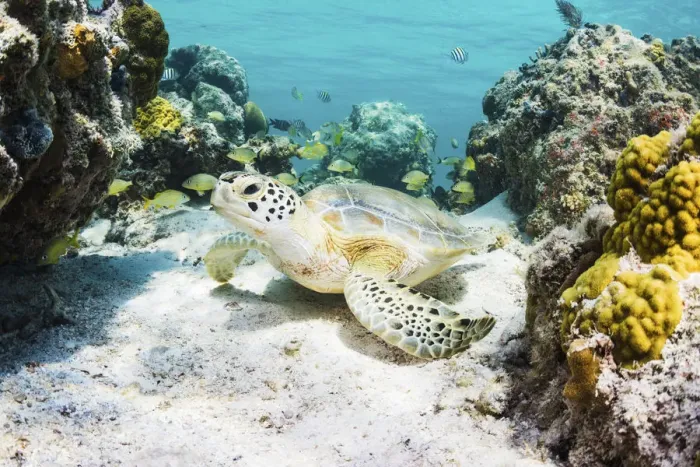 Framed Print : Green sea turtle (Chelonia mydas) resting in a coral reef. Eleuthera, Bahamas Framed Print : Green sea turtle (Chelonia mydas) resting in a coral reef. Eleuthera, Bahamas