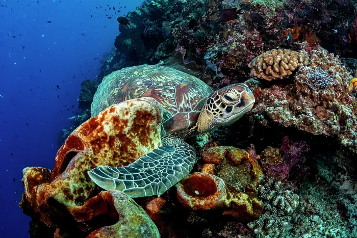 Framed Print : Green sea turtle (Chelonia mydas) resting on the coral reef, Bunaken National Park, Siladen Island, North Sulawesi, Indonesia, Pacific Ocean. Endangered Framed Print : Green sea turtle (Chelonia mydas) resting on the coral reef, Bunaken National Park, Siladen Island, North Sulawesi, Indonesia, Pacific Ocean. Endangered