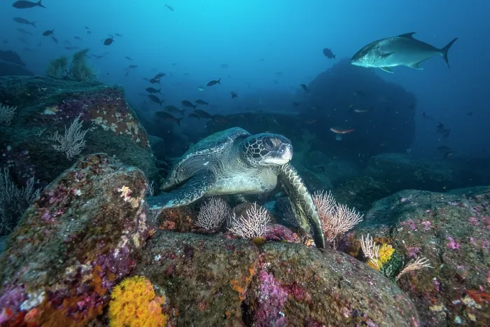 Framed Print : Green sea turtle (Chelonia mydas) resting on the ocean floor near Darwin's Arch, Galapagos Islands, Pacific Ocean. Endangered Framed Print : Green sea turtle (Chelonia mydas) resting on the ocean floor near Darwin's Arch, Galapagos Islands, Pacific Ocean. Endangered