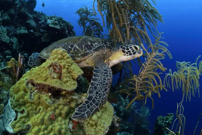 Framed Print : Green sea turtle (Chelonia mydas) resting or sleeping on coral reef, Bonaire, Leeward Antilles Framed Print : Green sea turtle (Chelonia mydas) resting or sleeping on coral reef, Bonaire, Leeward Antilles