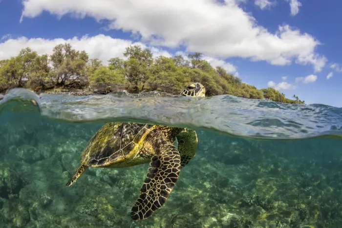 Framed Print : A Green sea turtle (Chelonia mydas) at surface to breathe, over shallow reef Framed Print : A Green sea turtle (Chelonia mydas) at surface to breathe, over shallow reef