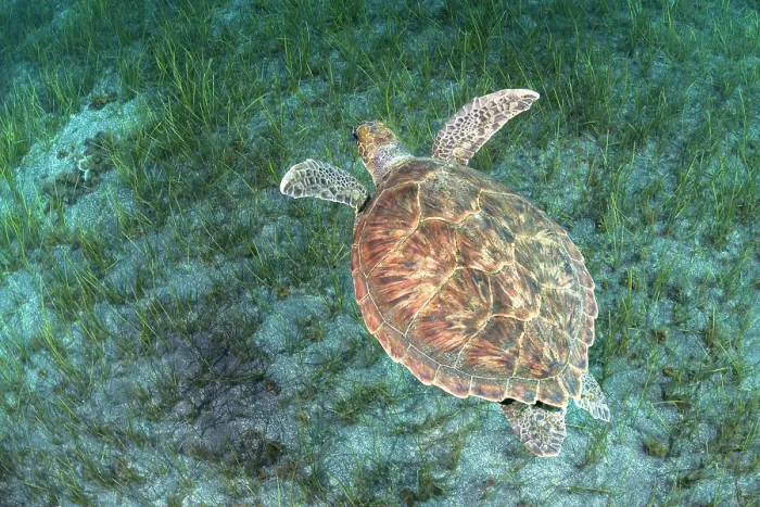 Framed Print : Green sea turtle (Chelonia mydas) swimming over Little Neptune grass (Cymodocea nodosa) on the seabed, Tenerife, Atlantic Ocean. Endangered Framed Print : Green sea turtle (Chelonia mydas) swimming over Little Neptune grass (Cymodocea nodosa) on the seabed, Tenerife, Atlantic Ocean. Endangered