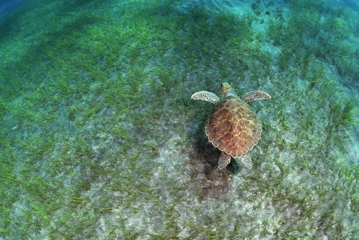 Framed Print : Green sea turtle (Chelonia mydas) swimming over Little Neptune grass (Cymodocea nodosa) on the seabed, Tenerife, Atlantic Ocean. Endangered Framed Print : Green sea turtle (Chelonia mydas) swimming over Little Neptune grass (Cymodocea nodosa) on the seabed, Tenerife, Atlantic Ocean. Endangered