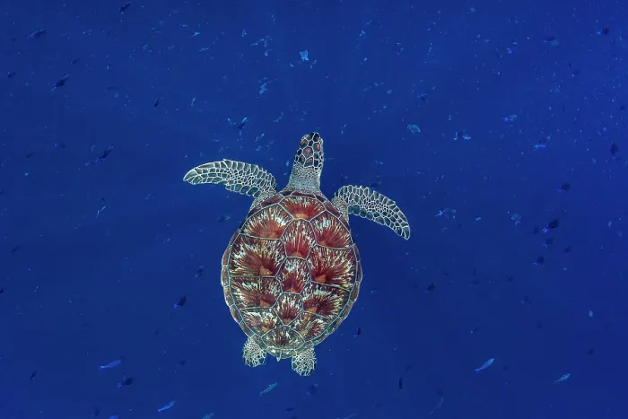 Framed Print : Green sea turtle (Chelonia mydas) swimming off shore, Bunaken National Park near Siladen Island, North Sulawesi, Indonesia, Pacific Ocean. Endangered