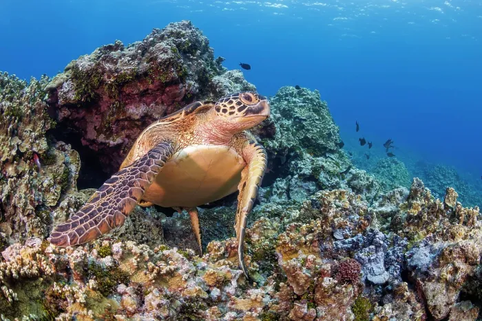 Framed Print : Green sea turtle (Chelonia mydas) swimming over the reef off Gun Beach, Guam, Federated States of Micronesia, Pacific Ocean. Endangered Framed Print : Green sea turtle (Chelonia mydas) swimming over the reef off Gun Beach, Guam, Federated States of Micronesia, Pacific Ocean. Endangered