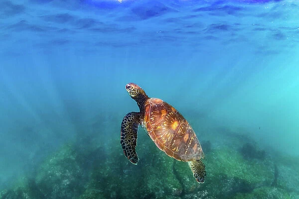 Green sea turtle (Chelonia mydas), yellow morph, swimming through shallows, Post Office Bay, Floreana Island, Galapagos Islands, Ecuador. Pacific Ocean