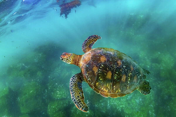 Green sea turtle (Chelonia mydas), yellow morph, swimming in shallows, Post Office Bay, Floreana Island, Galapagos Islands, Ecuador. Pacific Ocean