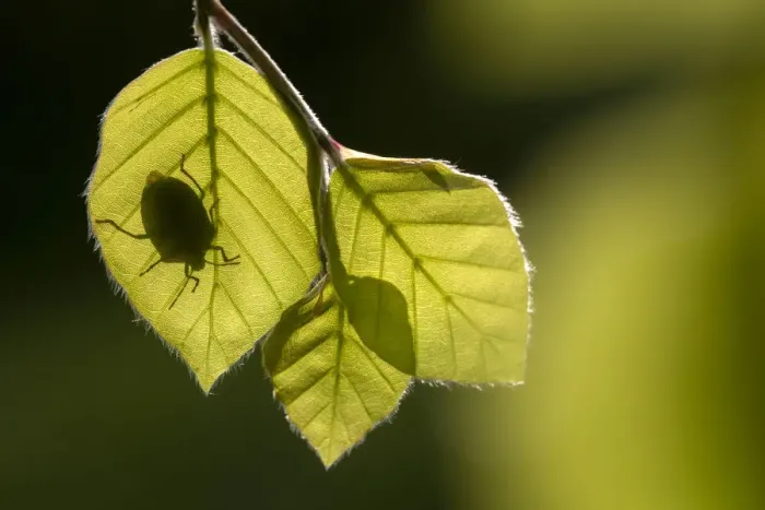 Framed Print : Green shieldbug (Palomena prasina) silhouetted on beech leaves (Fagus sylvatica) Framed Print : Green shieldbug (Palomena prasina) silhouetted on beech leaves (Fagus sylvatica)