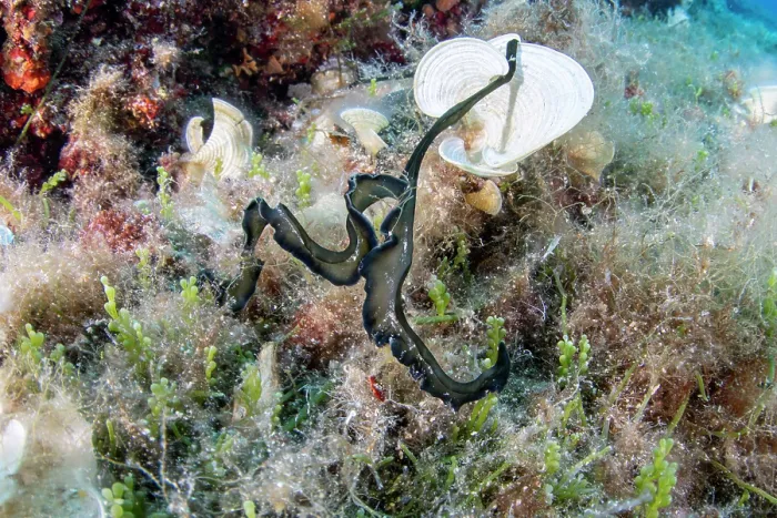 Framed Print : Green spoonworm (Bonellia viridis) on a reef, Vis Island, Croatia, Adriatic Sea Framed Print : Green spoonworm (Bonellia viridis) on a reef, Vis Island, Croatia, Adriatic Sea