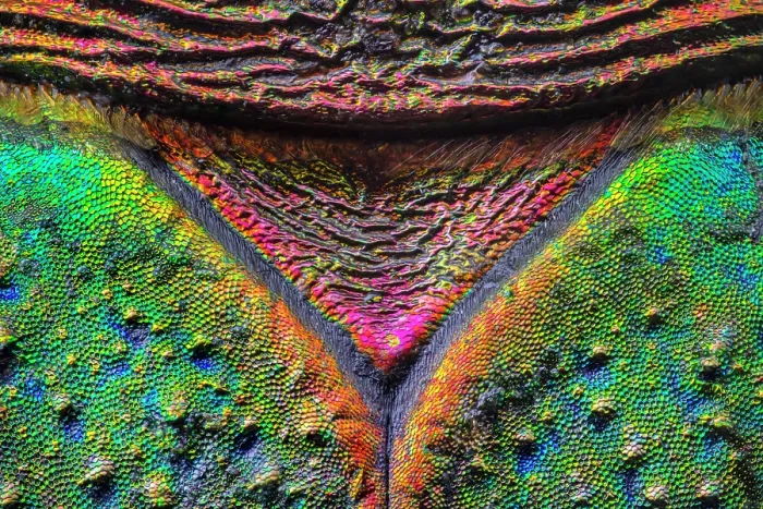 Framed Print : Green tiger beetle (Cicindela campestris) detail of scutellum. From a dead specimen found in Nottinghamshire, UK. July. Focus stacked using a x20 microscope objective