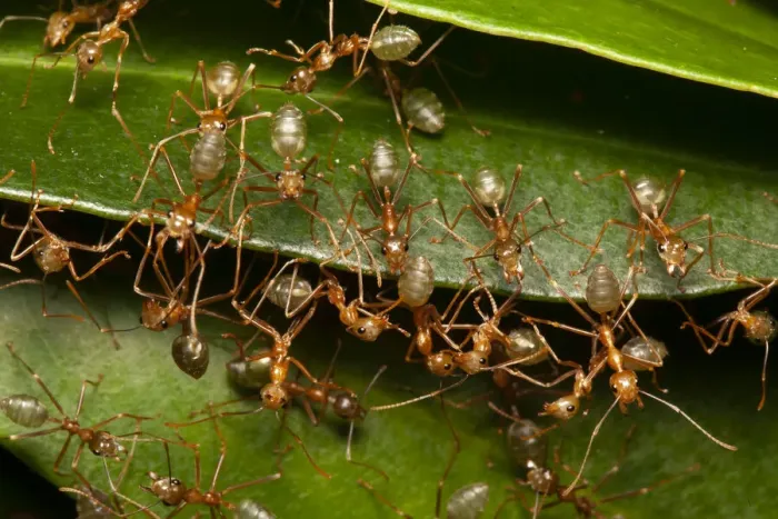 Framed Print : Green tree ants (Oecophylla smaragdina) defending their leafy nest in a low shrub Framed Print : Green tree ants (Oecophylla smaragdina) defending their leafy nest in a low shrub
