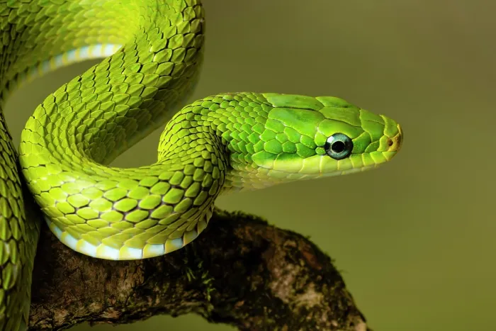 Framed Print : Green trinket snake (Gonyosoma prasinum) portrait. Captive, occurs in Southeast Asia Framed Print : Green trinket snake (Gonyosoma prasinum) portrait. Captive, occurs in Southeast Asia