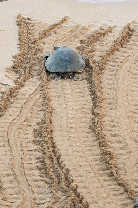 Framed Print : Green turtle (Chelonia mydas) basking on shore, Maui, Hawaii. Endangered Framed Print : Green turtle (Chelonia mydas) basking on shore, Maui, Hawaii. Endangered
