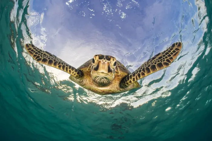 Framed Print : Green turtle (Chelonia mydas) descending after breathing at the surface Framed Print : Green turtle (Chelonia mydas) descending after breathing at the surface
