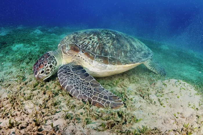 Framed Print : Green turtle (Chelonia mydas) feeding on a Seagrass (Halophila stipulacea) bed. Marsa Alam, Egypt, Red Sea. Endangered Framed Print : Green turtle (Chelonia mydas) feeding on a Seagrass (Halophila stipulacea) bed. Marsa Alam, Egypt, Red Sea. Endangered