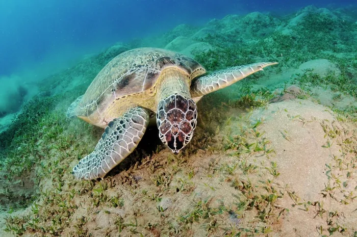Framed Print : Green turtle (Chelonia mydas) feeding on a Seagrass (Halophila stipulacea) bed, Marsa Alam, Egypt, Red Sea. Endangered Framed Print : Green turtle (Chelonia mydas) feeding on a Seagrass (Halophila stipulacea) bed, Marsa Alam, Egypt, Red Sea. Endangered
