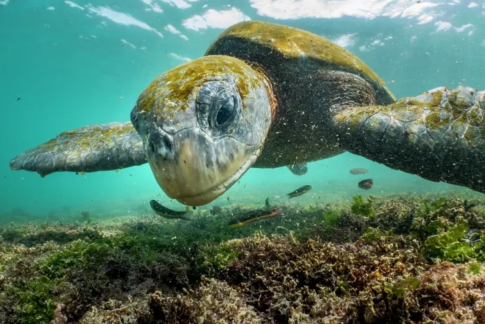 Framed Print : Green turtle (Chelonia mydas) feeding on shallow water seaweed, Black Beach, Floreana Island, Galapagos Islands, Pacific Ocean. Endangered