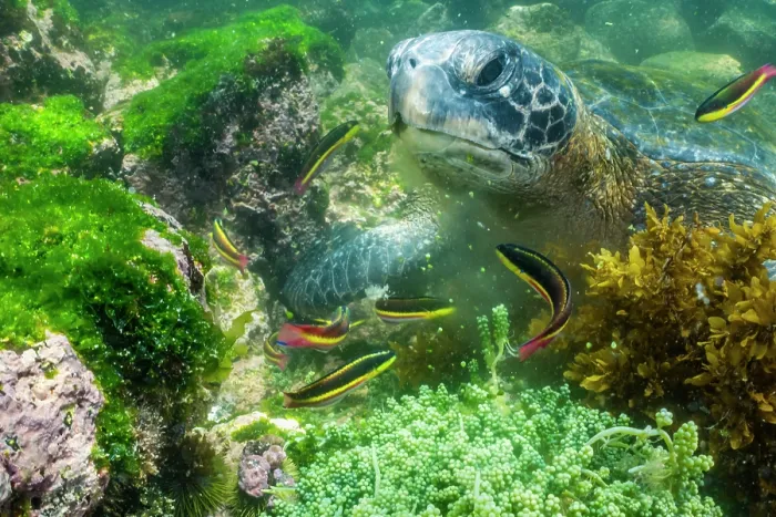 Framed Print : Green turtle (Chelonia mydas) feeding on shallow water seaweed with Rainbow wrasses (Coris sp.) snatching morsels, Punta Espinosa, Fernandina island, Galapagos Islands Framed Print : Green turtle (Chelonia mydas) feeding on shallow water seaweed with Rainbow wrasses (Coris sp.) snatching morsels, Punta Espinosa, Fernandina island, Galapagos Islands