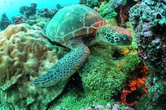 Framed Print : Green turtle (Chelonia mydas) feeding on shallow water seaweed on reef, Darwin Island, Galapagos Islands, Pacific Ocean. Endangered