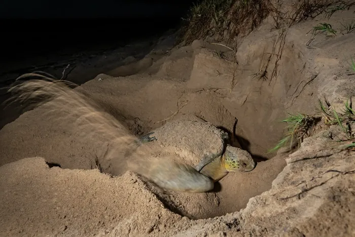 Framed Print : Green turtle (Chelonia mydas) female, nesting on beach at night, Rancho Nuevo Sea Turtle Sanctuary, Tamaulipas, Mexico Endangered Framed Print : Green turtle (Chelonia mydas) female, nesting on beach at night, Rancho Nuevo Sea Turtle Sanctuary, Tamaulipas, Mexico Endangered