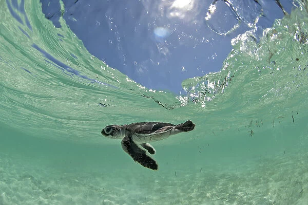 Green Turtle (Chelonia mydas) hatchling swims towards the deep part of the sea to escape